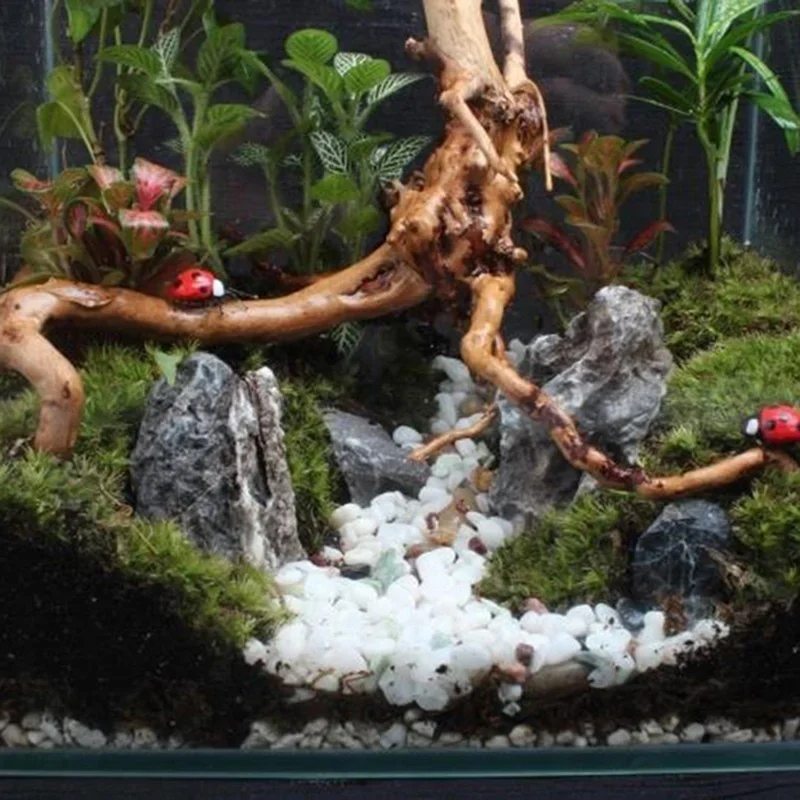 Natural Tree Trunk Driftwood A - Aquarium Plants Live 评论和价格