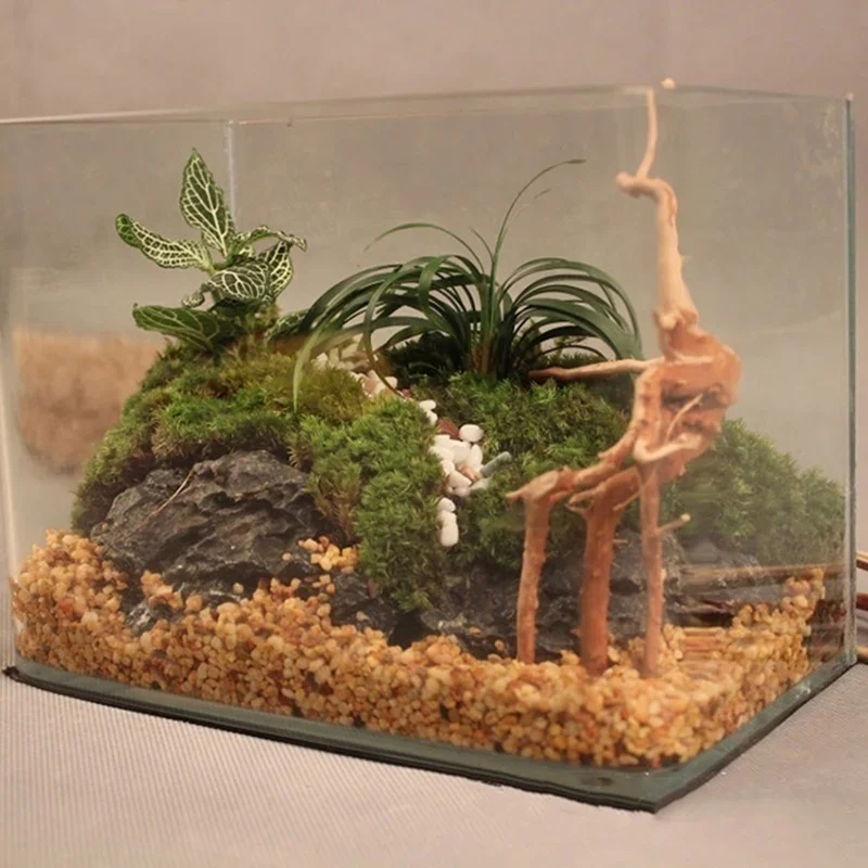 Natural Tree Trunk Driftwood A - Aquarium Plants Live 评论和价格