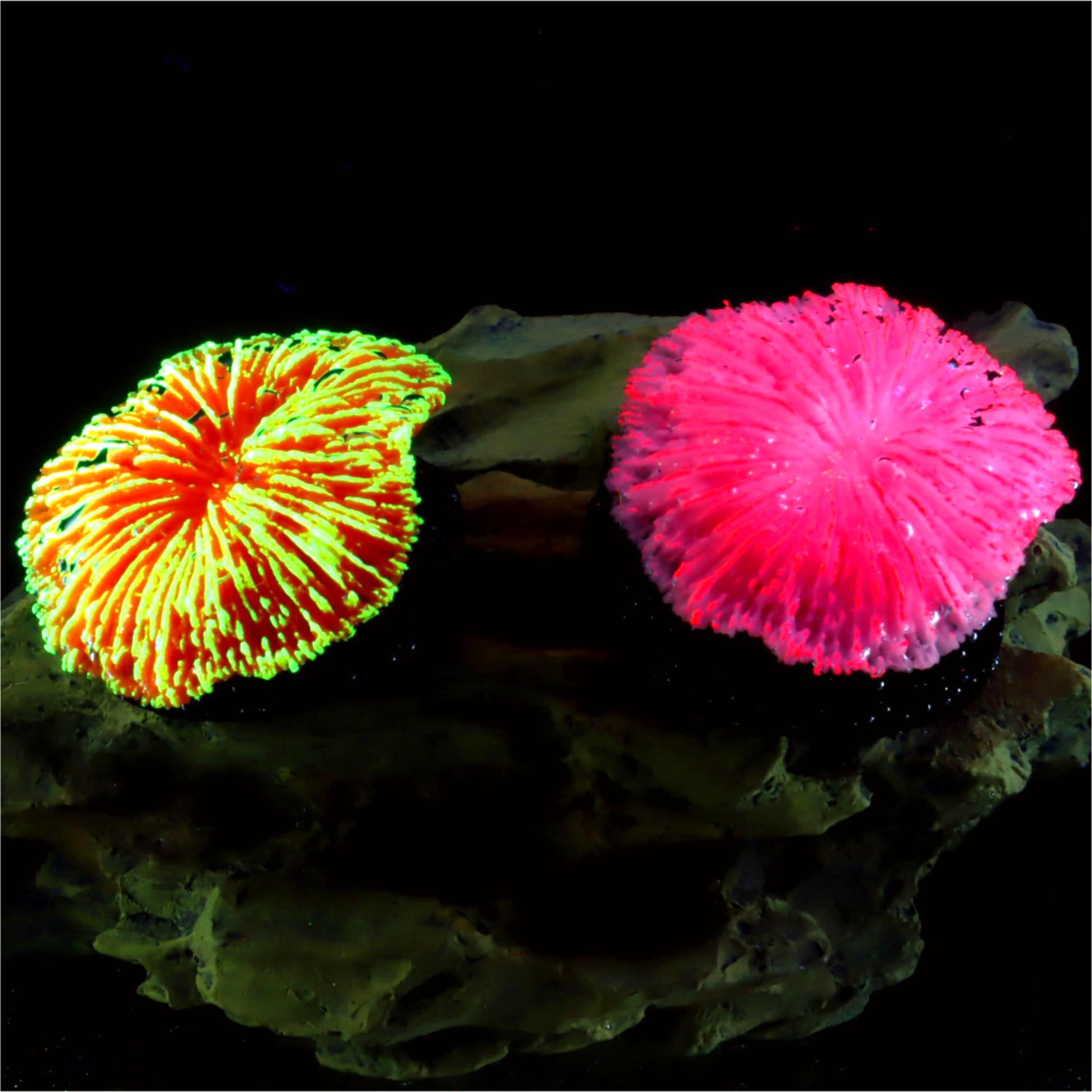 1 Piece Aquarium Decoration Sa - Aquarium Plants Live 评论和价格