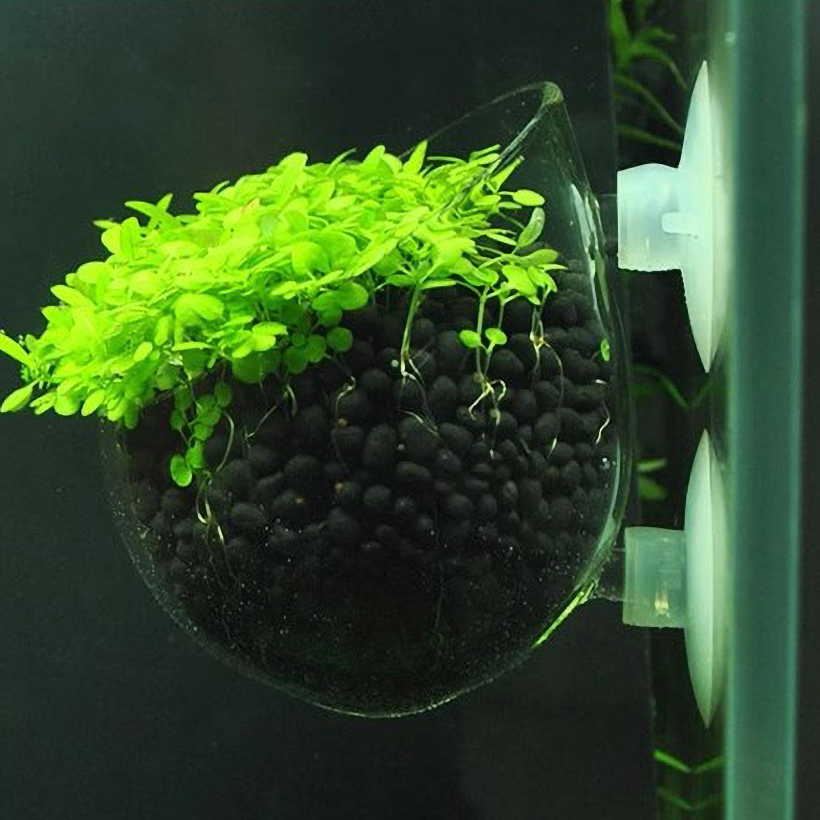 Aquarium Plant Holder Glass Aq - Aquarium Plants Live 评论和价格