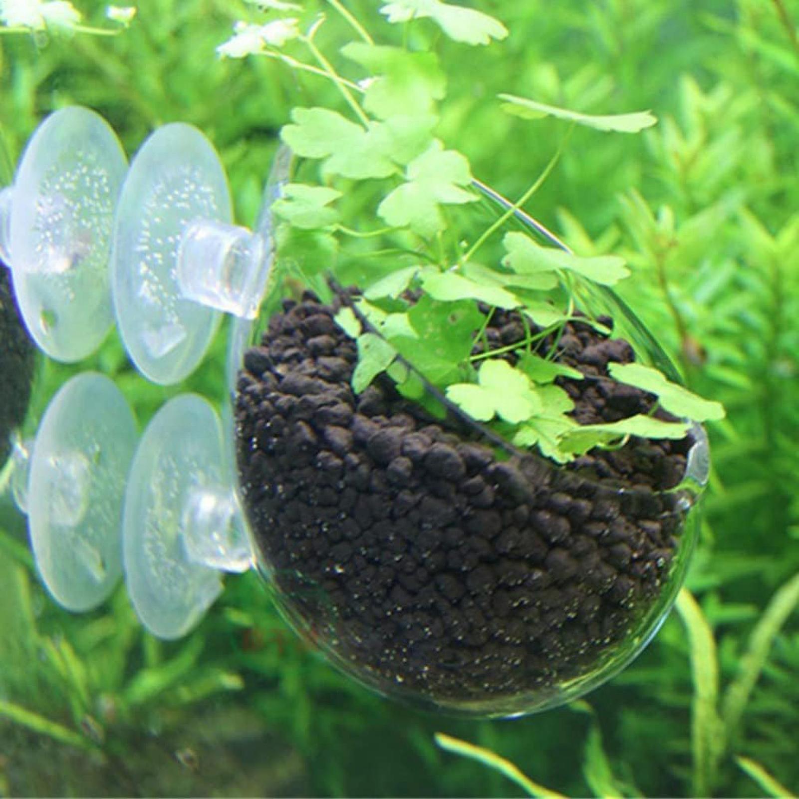 Aquarium Plant Holder Glass Aq - Aquarium Plants Live 评论和价格