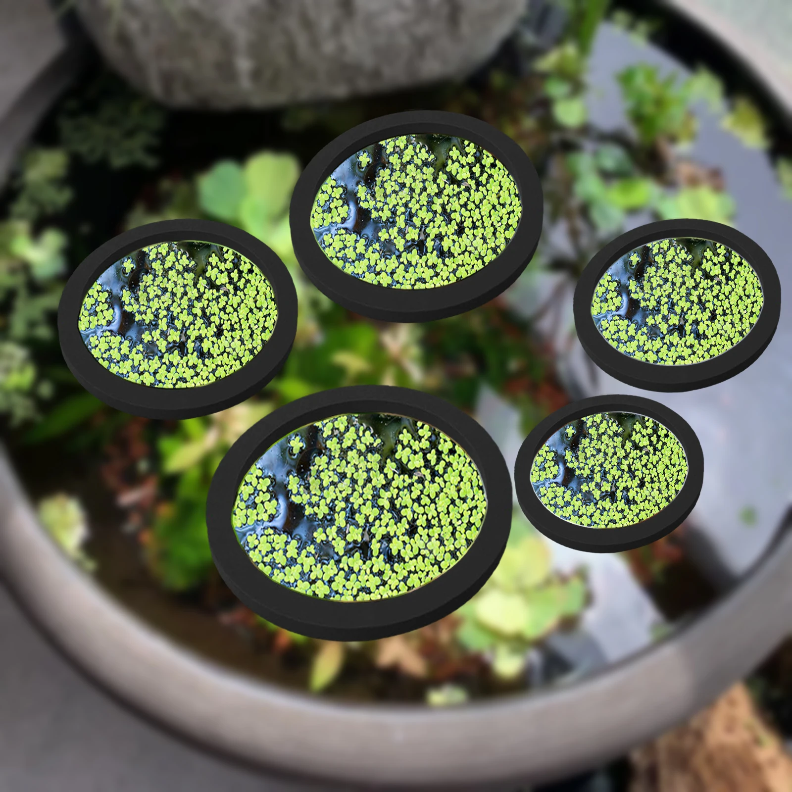 5Pcs EVA Fish Feeding Ring Aqu - Planted Tank 评论和价格